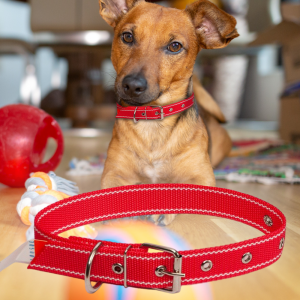 Ошейник капроновый для собак №127 одинарный 25 мм - длина 44 см, Красный (2021)