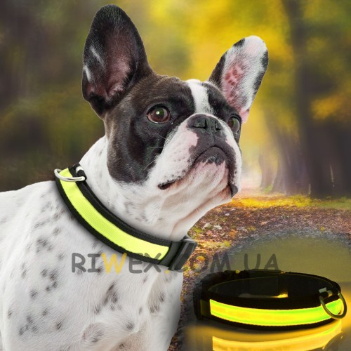Нашийник для собак GLOW RING з USB зарядкою та світлодіодним LED підсвічуванням, розмір M, Жовтий (205)
