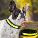 Нашийник для собак GLOW RING з USB зарядкою та світлодіодним LED підсвічуванням, розмір M, Жовтий (205)