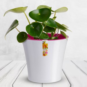 Горшок с автополивом ARTE 10.5х11см, 0,6 л, Бело-пурпурный (2469)