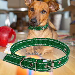 Ошейник капроновый для собак №127 одинарный 25 мм - длина 44 см, Зеленый (2021)